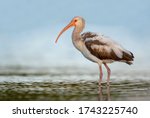 Immature american white ibis ...