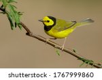 Adult male Hooded Warbler (Setophaga citrina) during spring migration at Galveston County, Texas, USA. 