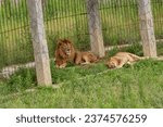 Small photo of Adult recumbent lions in Pride Park