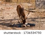 Small photo of Male Javan rusa deer (Rusa timorensis) drinking water from basin in the woods at NusaBay Menjangan by WHM in Bali