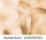 Small photo of Beautiful abstract white and brown feathers on white background and soft yellow feather texture on white pattern and yellow background, feather background, gold feathers banners, brown texture