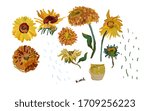 Set Hand Drawn Sunflower...