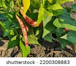 Small photo of Cranberry beans growing on the climbing vine.The borlotti bean is a variety of common bean, also known as the cranberry bean, Roman bean.