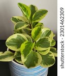 Small photo of Variegated Peperomia obtusifolia in a pot, green leaves of an indoor plant close-up