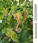Small photo of Diseases Of Tomato, late blight. Manifestations of late blight on tomato leaves. Fungal disease of tomatoes - Phytophthora infestans