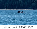 Small photo of Appesring to swim almost on top of each other Northern Resident Orca jockey for position within the pod