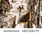 A Bright Daytime Mourning Cloak ...