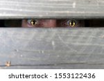 stock-photo-voyeurism-and-surveillance-the-tracking-of-someone-the-cat-eyed-man-peeks-through-the-gap-between-1553122436.jpg