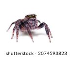 Jumping Spider On White...