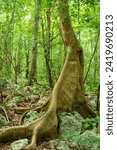 Small photo of slim powerful buttress roots of a tree in the dense, shady tropical jungle of the Yucatan