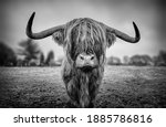 Scottish Highland Cattle As...