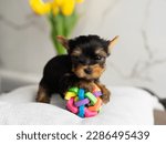 Yorkshire Terrier Puppy Sitting on grey pillow next to toy. Cute domestic Pet