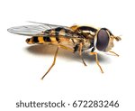 Syrphidae wasp or the fly isolated on white background macro photography