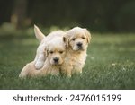 Two small newborn dogs golden...