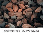 Brown plant leaves in the...