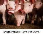 Portrait Of Group Of Pigs On...
