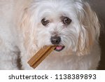 Maltipoo Puppy Free Stock Photo - Public Domain Pictures