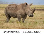 Rhino   rhinoceros with bird...