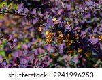 Small photo of Bright Thunbergs Barberry (Berberis thunbergii Concorde) leaves and blooming flowers in the garden in spring
