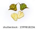 Small photo of Four water caltrop or water chestnut fruit on white background.