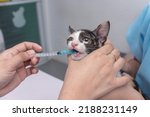 Small photo of A veterinarian uses an oral syringe to administer liquid dewormer to a kitten. Deworming service at a veterinary clinic.