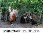 Organic Poultry Farming  ...