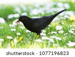 Blackbird  Turdus Merula