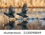 Eurasian Coot Or Common Coot ...