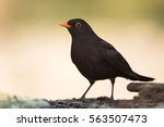 Blackbird  Birds