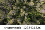 Small photo of Pine top from above