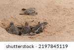 Small photo of Multiple Loggerhead baby sea turtles hatching at a turtle farm in Hikkaduwa. Sri Lanka.