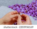 A man plucks saffron stamens from purple crocuses against a background of a bunch of flowers. Harvesting saffron, making spices.