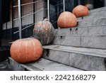Large Ripe Pumpkins Are Laid...