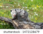 Opossum Or Possum Mother With...