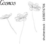 vector cosmos flowers sketchy... | Shutterstock .eps vector #1658076706