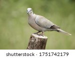 Eurasian Collared Dove Perched...