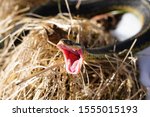 Common Garter Snake Slithering...