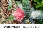 Aechmea Image - Free Stock Photo - Public Domain Photo - Cc0 Images