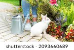 A White Rabbit In The Garden...