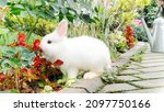 White Rabbit Eats Plants In A...