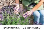 Small photo of Planting lavender bushes in a Provencal style garden. Works on landscaping in the flower garden. A gardener in gloves prune dead lavender blossoms to prolong flowering.