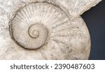 Small photo of Close-up of a huge ammonite fossil. Abstract background with ancient prehistoric ammonite fossils. Stylish background with a large spiral shell. Fossil spiral mollusk close-up.