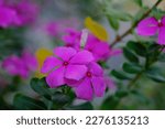Catharanthus Roseus  Known As...
