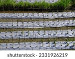 Small photo of Mulch is a covering material for cultivated plants which is intended to maintain soil moisture and suppress the growth of weeds and diseases so that the plants grow well. Mulsa. Agriculture.