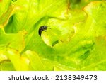 An Ugly Larva Crawls On Lettuce ...