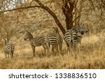 Zebras Under A Tree In The Shade