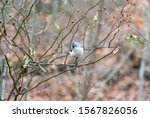 Tufted Titmouse Sitting On...