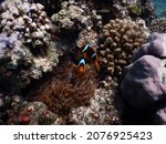 Small photo of Amphiprion bicinctus, meaning both sawlike with two stripes commonly known as the Red Sea or two-banded anemonefish is a marine fish belonging to the family Pomacentridae, the clownfishes damselfish
