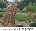 Giraffe Is A Tall African...