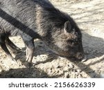 A Peccary Is A Medium Sized ...